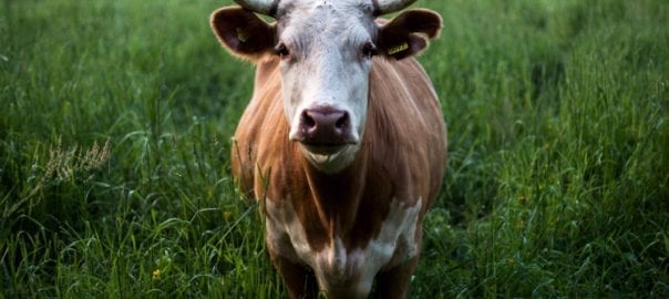 Green Bonds and Agriculture Project Finance