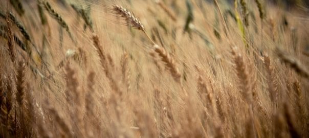 Oportunidades de Inversión en el Sector Agrícola Ruso