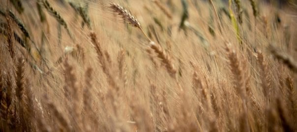 Investment Opportunities in Russia’s Growing Agriculture Sector