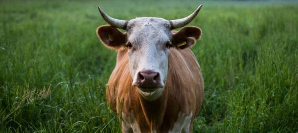 Bonos Verdes y el Financiamiento de Proyectos Agrícolas